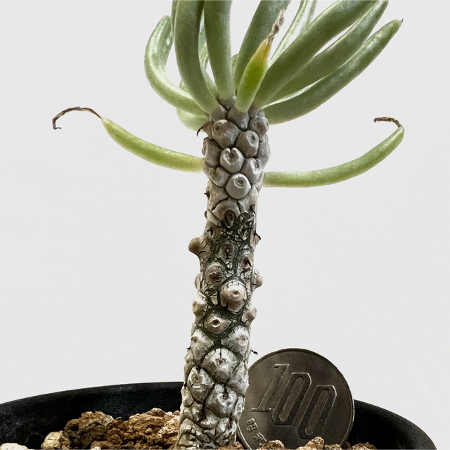 チレコドン ペアルソニー Tylecodon pearsonii 白象 塊根植物 ハンドメイドのフラワー/ガーデン(プランター)の商品写真