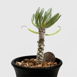 チレコドン ペアルソニー Tylecodon pearsonii 白象 塊根植物(プランター)