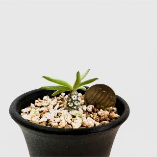 チレコドン ペアルソニー Tylecodon pearsonii 白象 塊根植物(プランター)