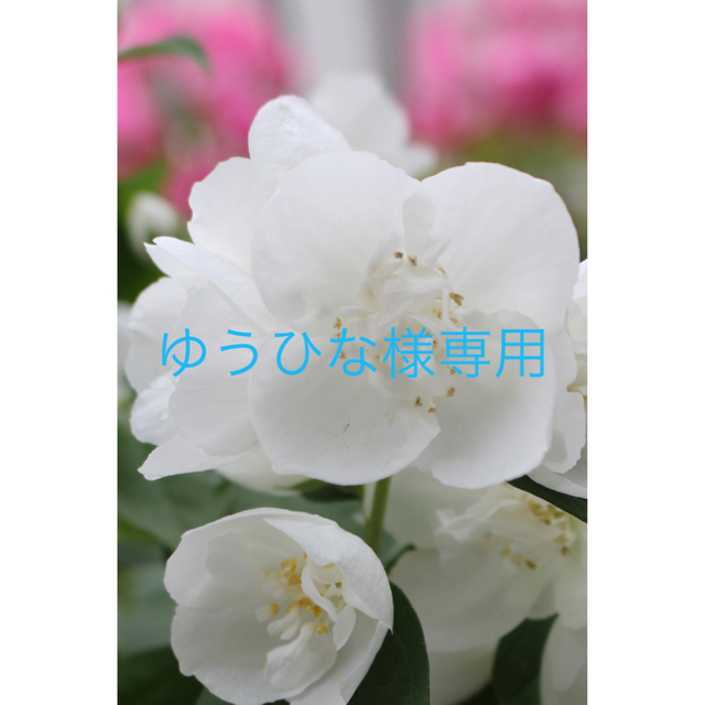 ゆうひな様専用ページです 【返品送料無料】 40.0%割引