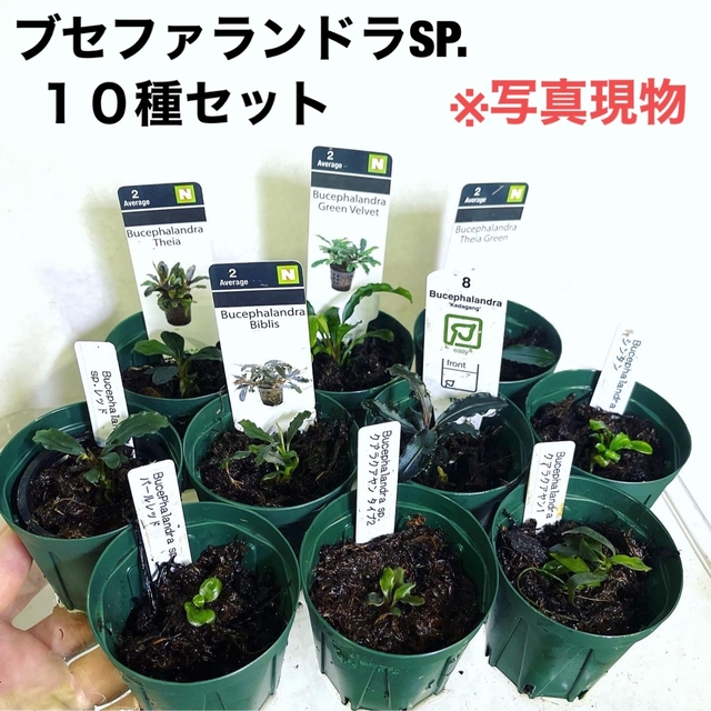 ◆専用◆ブセファランドラSP.15種セット（良株） #ブセさかな屋 水草 その他のペット用品(アクアリウム)の商品写真