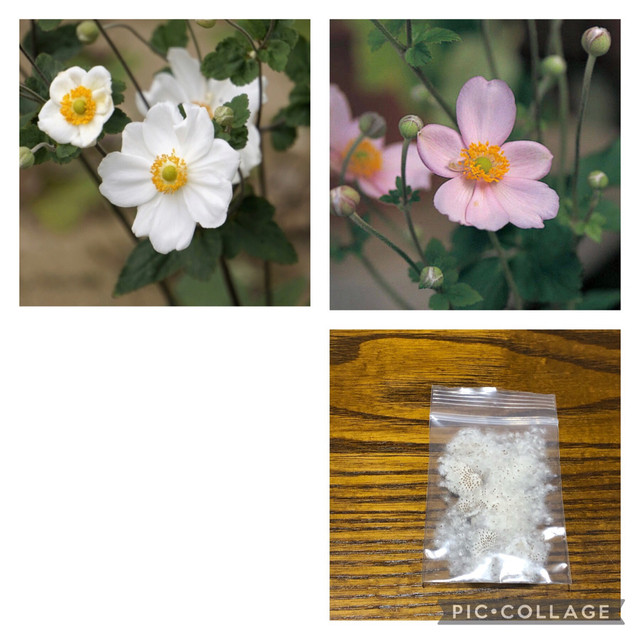 秋明菊　シュウメイギクの種 ハンドメイドのフラワー/ガーデン(プランター)の商品写真