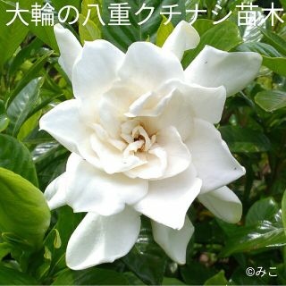 根付き苗［C11］素敵な香りの可愛い大輪の花が咲く八重クチナシ(プランター)