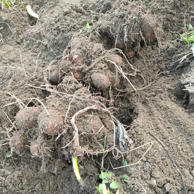 【鳥取県産】里芋　山芋　大和芋　 宅急便コンパクト　3kg　さといも　サトイモ 食品/飲料/酒の食品(野菜)の商品写真