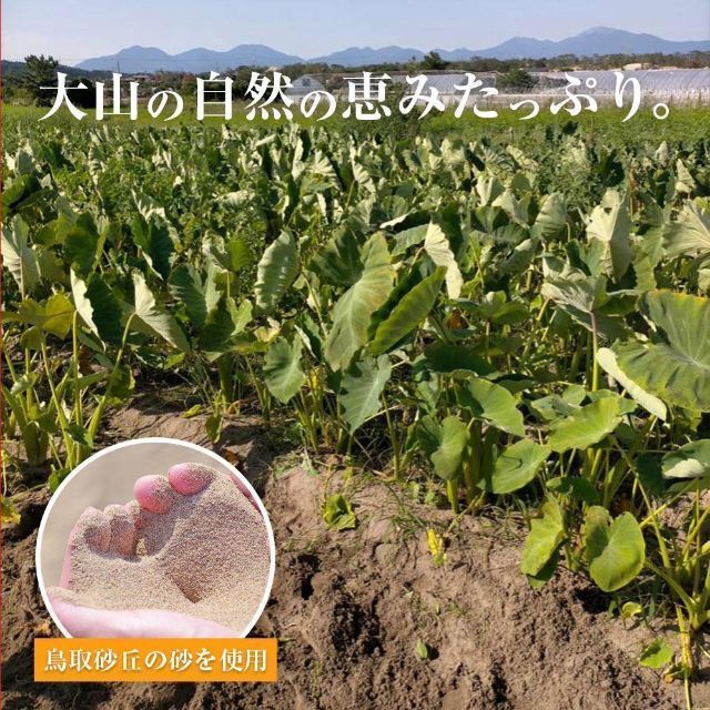 【鳥取県産】里芋　山芋　大和芋　 宅急便コンパクト　10kg　さといも　サトイモ 食品/飲料/酒の食品(野菜)の商品写真