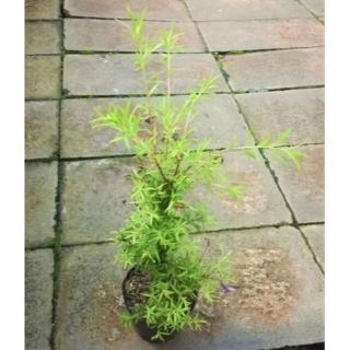 ティーツリー　メラレウカ　観葉植物　苗(その他)