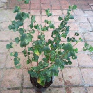 ベンジャミン　バロック　苗　観葉植物　ガジュマル 似？(その他)