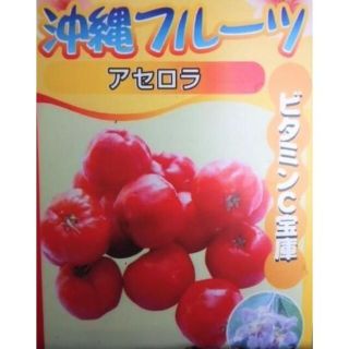 アセロラ　苗　果樹植物　ビタミンC　フルーツ・くだもの(その他)