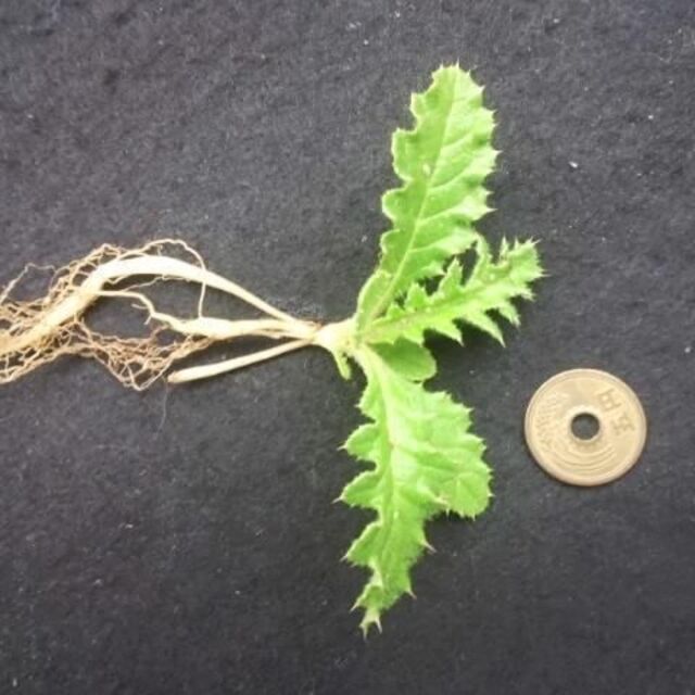 シマアザミ　沖縄　抜き苗　海浜・植物・観葉・観賞　葉トゲ有その他