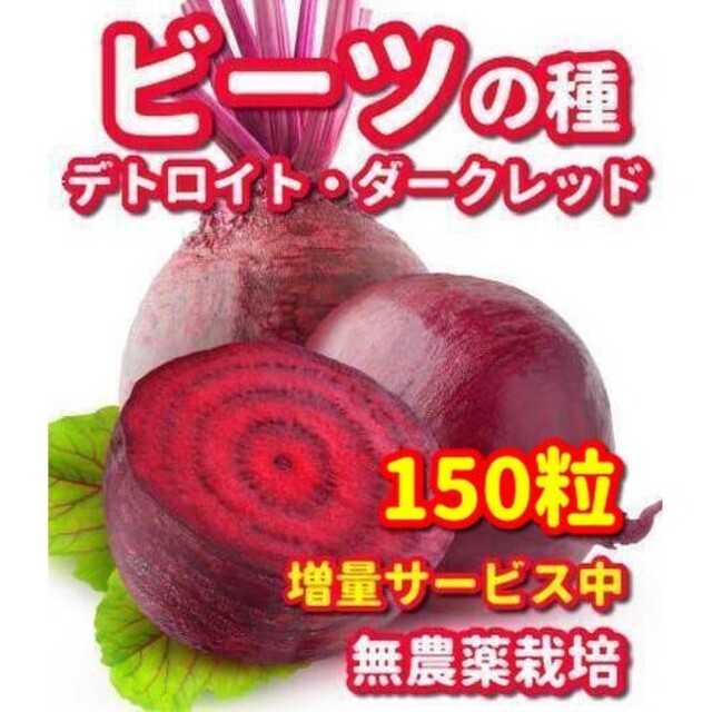 ビーツの種デトロイト・ダークレッド【150粒】★無農薬栽培の種・増量サービス中 食品/飲料/酒の食品(野菜)の商品写真