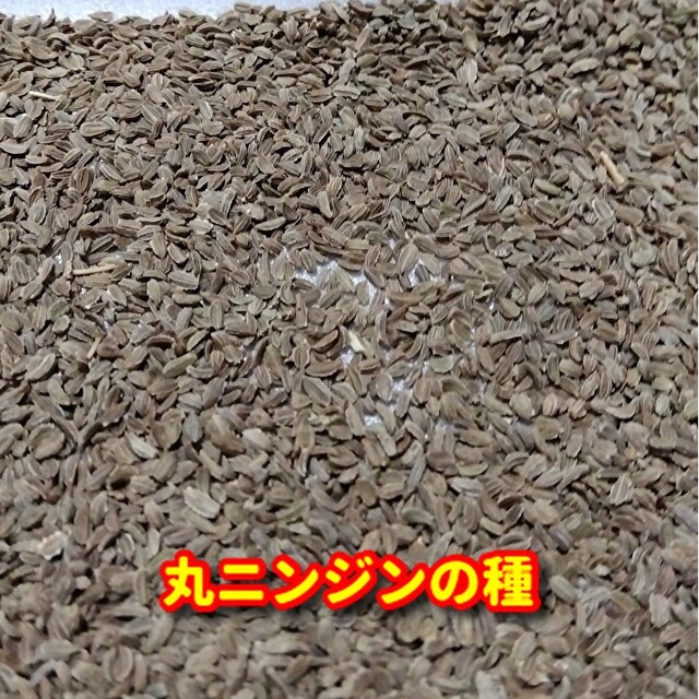 丸ニンジン種【約400粒】無農薬栽培の種・増量サービス中 食品/飲料/酒の食品(野菜)の商品写真