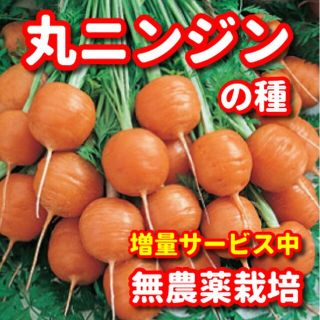 丸ニンジン種【約400粒】無農薬栽培の種・増量サービス中(野菜)