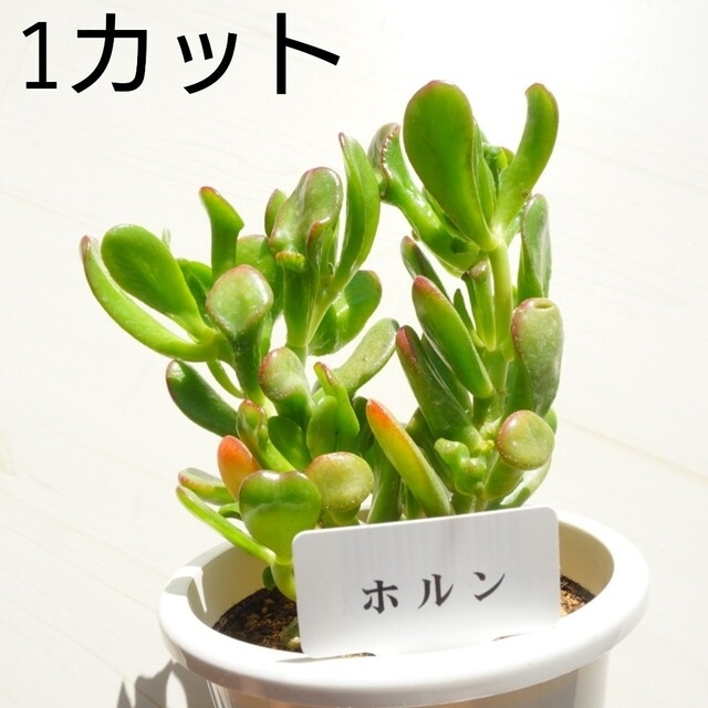 レア クラッスラ ホルン カット苗 希少 多肉植物