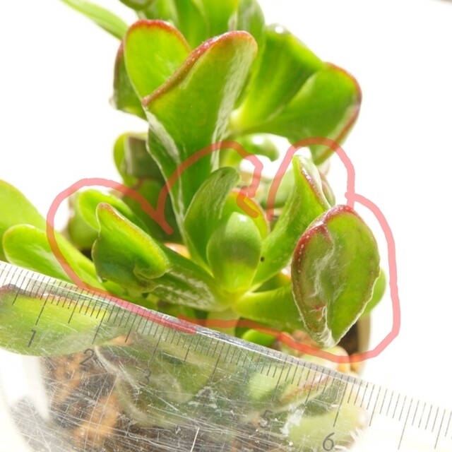 レア クラッスラ ホルン カット苗 希少 多肉植物 2