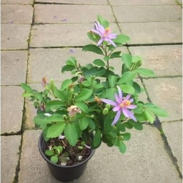 スイレンボク　睡蓮木　観葉植物　苗　花木