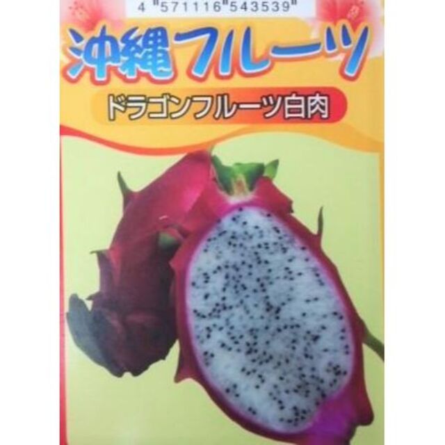 多肉植物　ドラゴンフルーツ　苗　白肉　サボテン