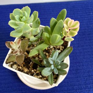 多肉植物寄せ植え　根付き抜き苗(その他)