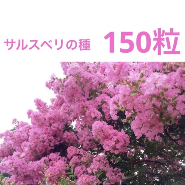 百日紅の種　サルスベリの種　ピンク　桃色 ハンドメイドのフラワー/ガーデン(プランター)の商品写真