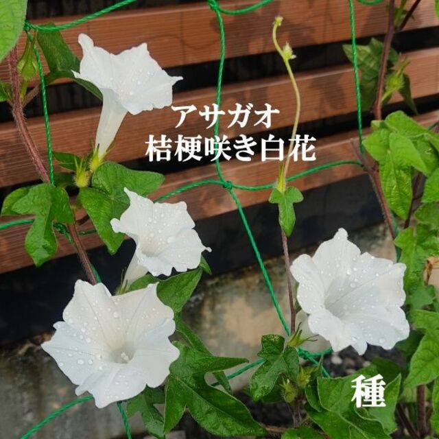 春まき花の種　アサガオ「桔梗咲き白花」20粒　清楚な白いアサガオ ハンドメイドのフラワー/ガーデン(その他)の商品写真