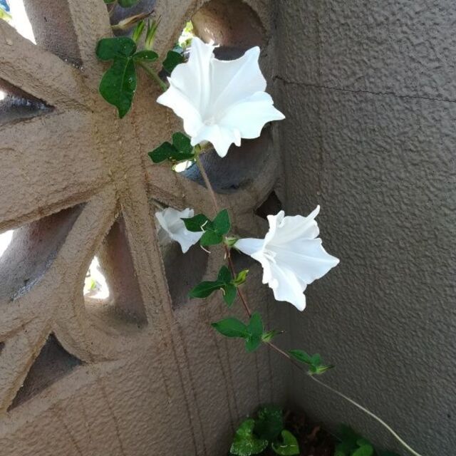 春まき花の種　アサガオ「桔梗咲き白花」20粒　清楚な白いアサガオ ハンドメイドのフラワー/ガーデン(その他)の商品写真