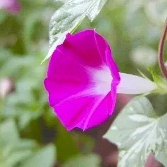 春まき花の種　アサガオの種「つばめ朝顔」25粒　垂れる朝顔　一年草 ハンドメイドのフラワー/ガーデン(その他)の商品写真