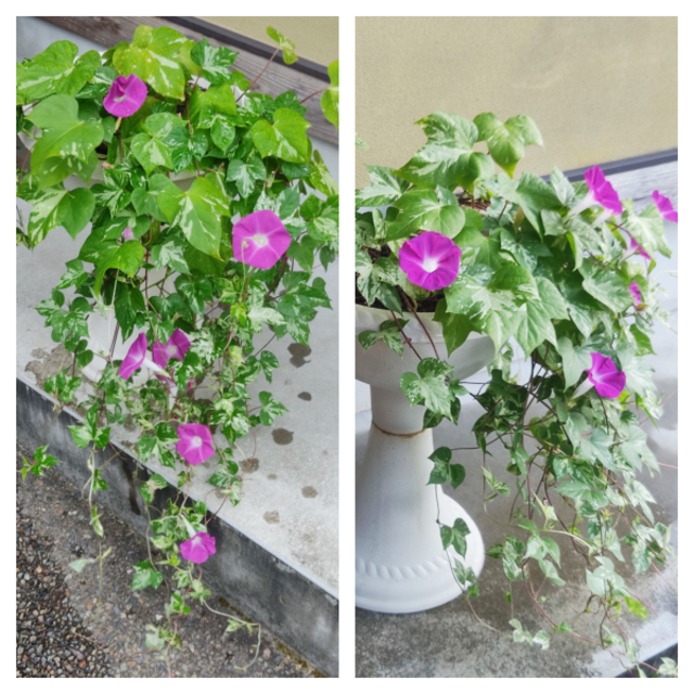 春まき花の種　アサガオの種「つばめ朝顔」25粒　垂れる朝顔　一年草 ハンドメイドのフラワー/ガーデン(その他)の商品写真