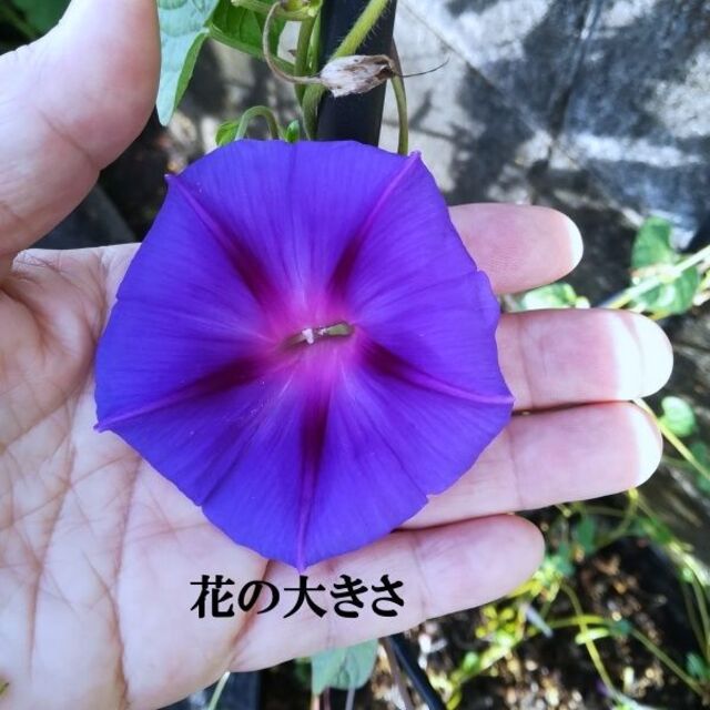 春まき花の種　「中国の朝顔」30粒　濃い青色の花が魅力　一年草 ハンドメイドのフラワー/ガーデン(その他)の商品写真