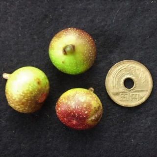 フィカス　種子３個（クワ科・イチジク属）観葉植物　たね(その他)
