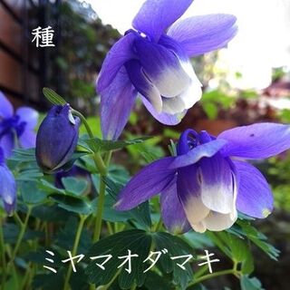 春まき花の種　ミヤマオダマキ　50粒 　日本原産　下向きに咲く愛らしい花(その他)