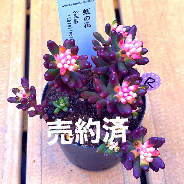 【NH25  Rピック】新品種！虹の花　2.5号ポット　抜き苗　多肉植物