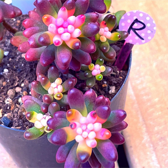 【NH25 Rピック】新品種！虹の花　2.5号ポット　抜き苗　多肉植物