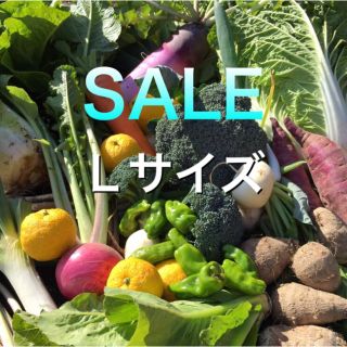 SALE  採れたて新鮮野菜詰め合わせ　5kg(野菜)