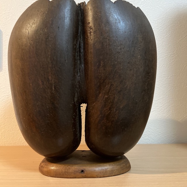 フタゴヤシのオブジェ | lealbrandao.com.br