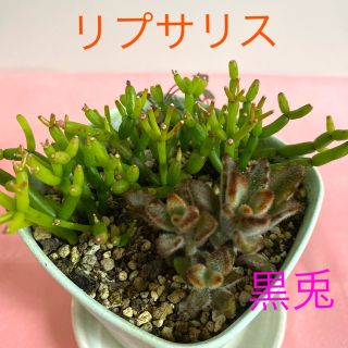 多肉植物の寄せ植え　根付き抜き苗(その他)