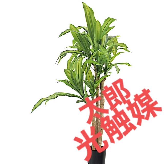 光触媒　人工観葉植物　ウォールグリーン　フェイク　フラワー　マッサンＭ　幸福の木