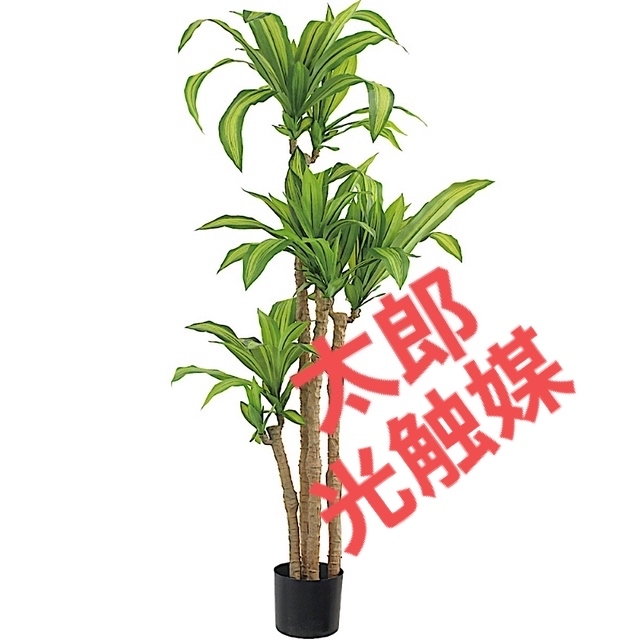 光触媒 人工観葉植物 ウォールグリーン フェイク 幸福の木 マッサン15070-
