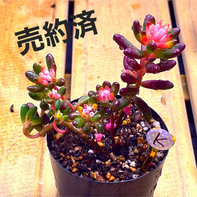 NH25 Kピック】新品種！虹の花 2.5号ポット 抜き苗 多肉植物-