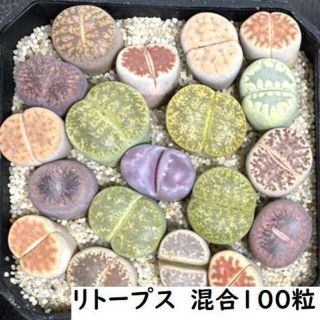 国産　リトープス混合種子　100粒+　発芽確認済み(その他)