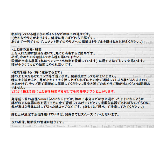 国産　リトープス ミックス種子 200粒+ 発芽確認済み ハンドメイドのフラワー/ガーデン(その他)の商品写真