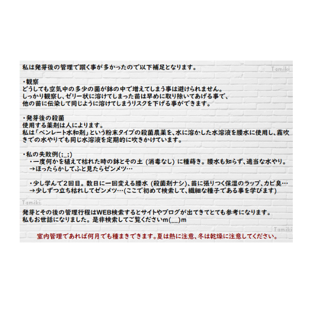 国産　リトープス ミックス種子 200粒+ 発芽確認済み ハンドメイドのフラワー/ガーデン(その他)の商品写真