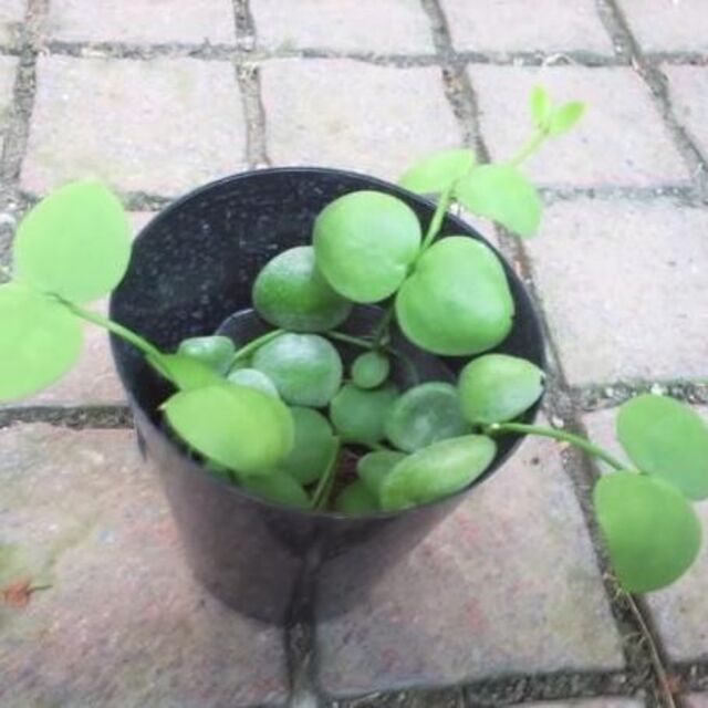 ディスキディア　多肉植物　苗