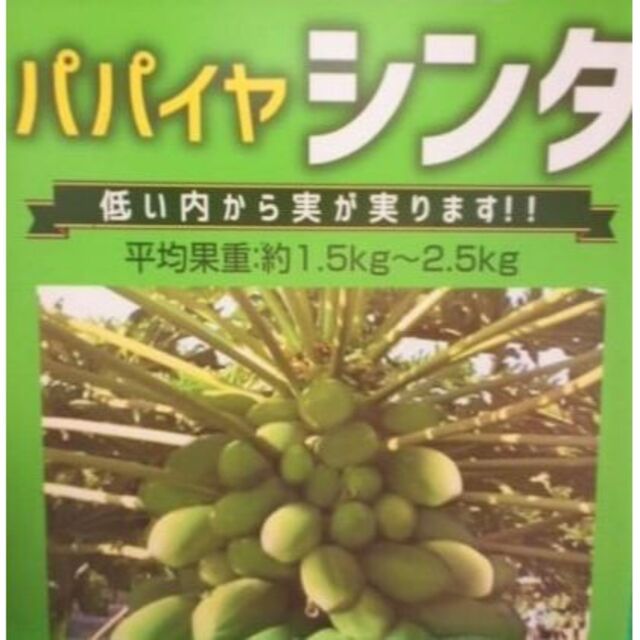 パパイヤ　シンタ　苗・株　果樹植物　人気品種　果物フルーツ　パパイア