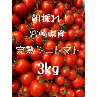 宮崎県産　完熟ミニトマト　3kg(野菜)