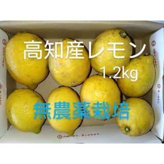 高知産レモン 約1.2kg 【斑点傷あり】無農薬栽培 有機肥料のみで栽培(フルーツ)