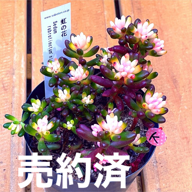 【NH35 Kピック】新品種！虹の花　3.5号ポット　抜き苗　多肉植物