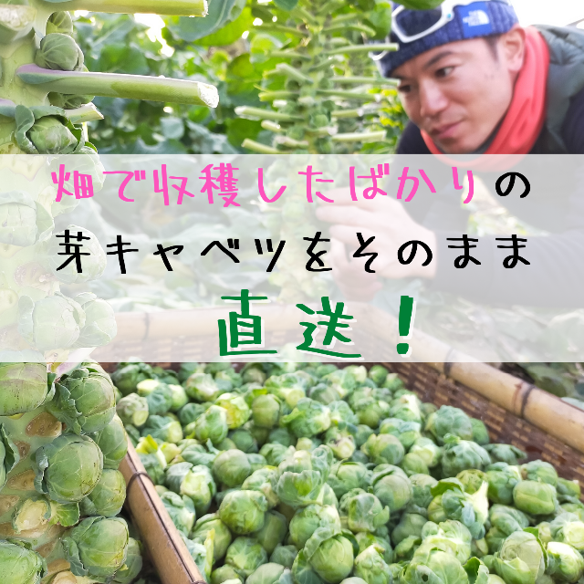 【この時期 限定！】野菜の女王様『芽キャベツ』 1kg 食品/飲料/酒の食品(野菜)の商品写真
