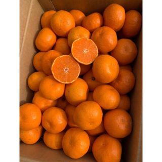 096 正直高い!だけど美味い!甘〜いみかん(^O^)-