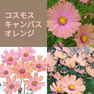 育て方付き❀アプリコットカラーのコスモス*キャンパスオレンジ*花の種(その他)