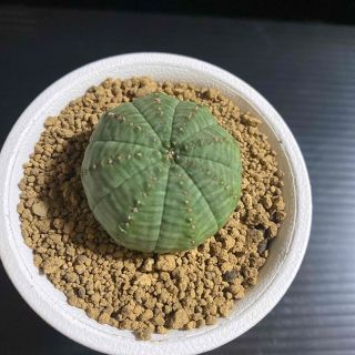 多肉植物  子吹きオベサ  ユーフォルビア  サボテン(その他)