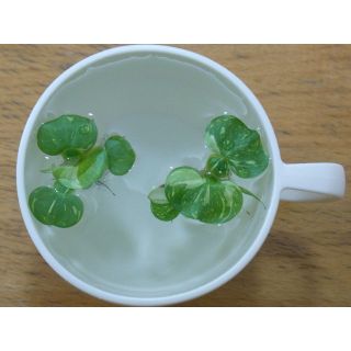 斑入りホテイアオイ(小さな子株)２株＋ミジンコウキクサ ５ｇ ネコポス便 無農薬(アクアリウム)